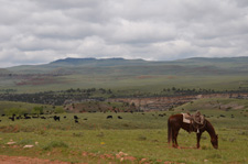 USA-Wyoming-Pryor Mountains Cattle Drives